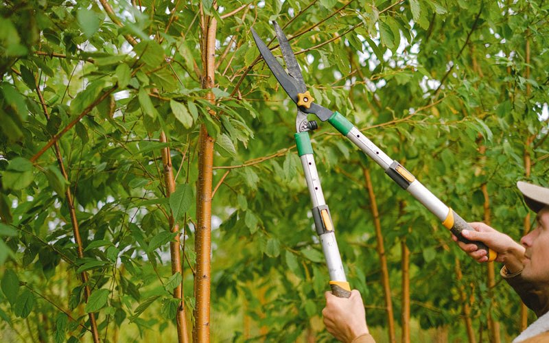 Tree trimming in Ledger, MT